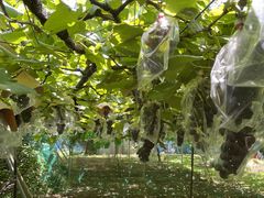 crochet1さんの初清園への投稿写真1