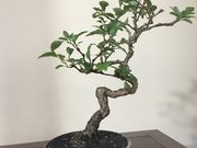 kuma106さんの盆栽 大樹園の投稿写真1