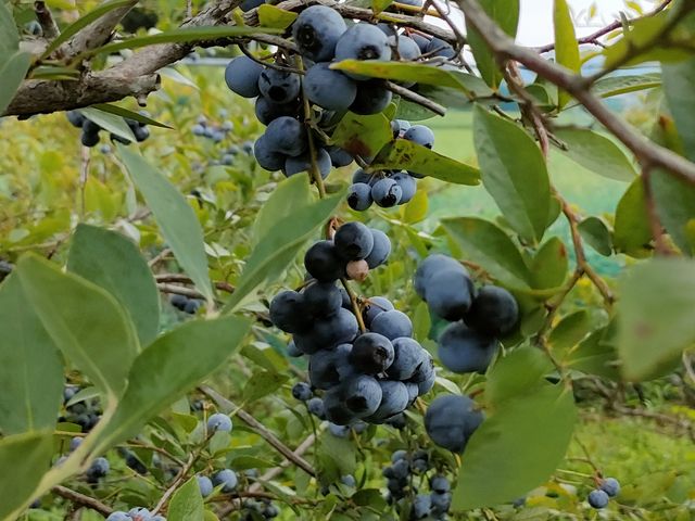 ブルーベリーは、目にいいので、食べすぎても大丈夫。_淡路島ブルーベリー園