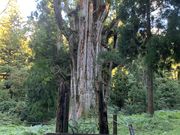 ももさんさんの石徹白大杉の投稿写真1