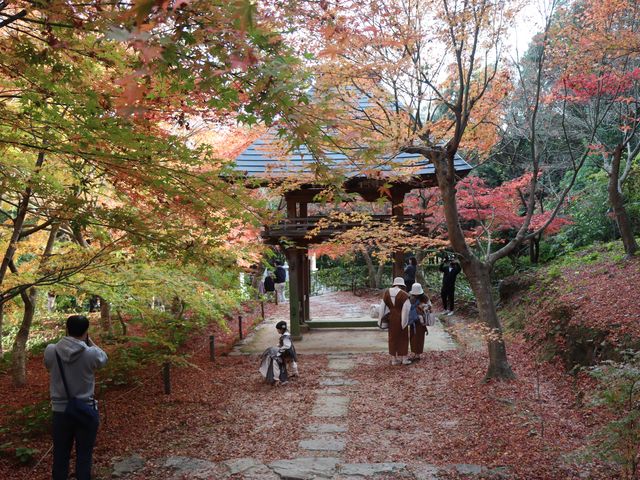 山口県山口市 両足寺_両足寺/もみじ