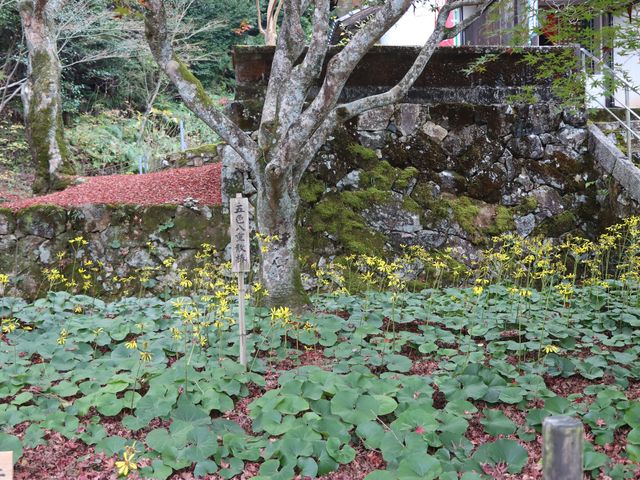 山口県山口市 両足寺_両足寺/もみじ