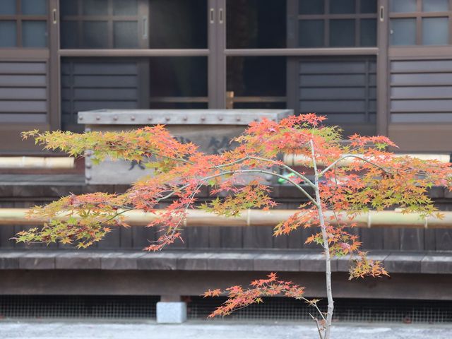 山口県山口市 両足寺_両足寺/もみじ