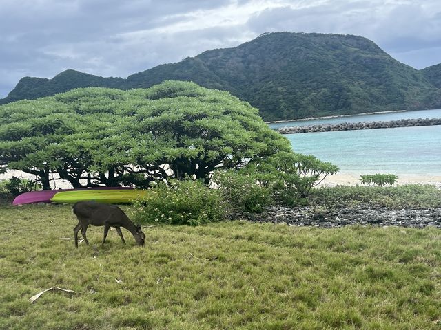 シーサーさんの近くで鹿がお散歩していました♪_マリンハウスシーサー 阿嘉島店