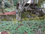 一期一会さんの両足寺/もみじの投稿写真3