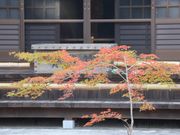 一期一会さんの両足寺/もみじの投稿写真4