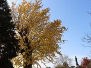 一期一会さんの天徳寺(山口県防府市)の投稿写真2