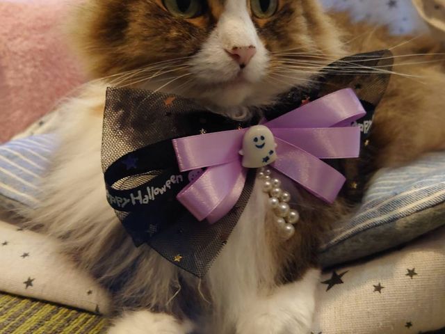 猫店長 のん様です。_ネコカフェ スマイルキャット