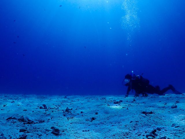 頂いた水中写真です。_オーシャンラウンジ