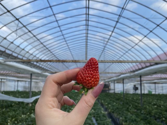 いちごは本当にあまくて、美味しかったです。_SANO Strawberry Farm