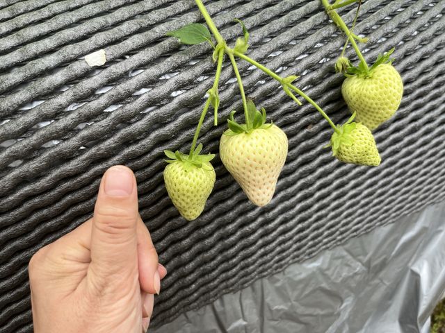 天使のいちご 大きくて甘さスッキリ 幾らでも食べれるちゃいます。_ストロベリーファーム石田