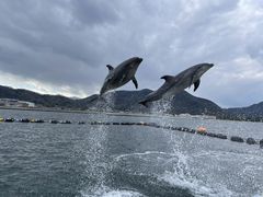 日本ドルフィンセンターの写真2