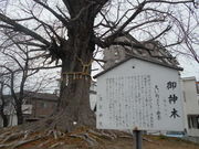 トシローさんの津島神社のイチョウの投稿写真1