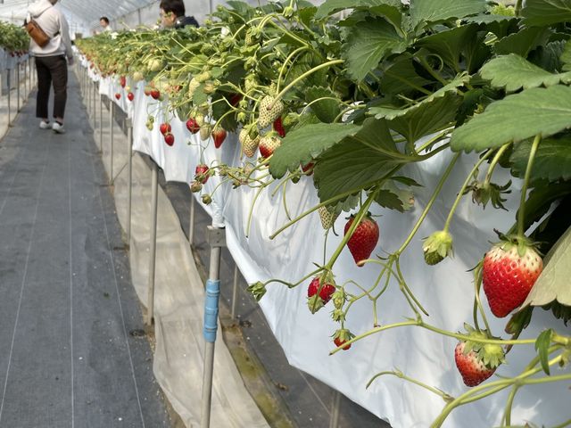 とちおとめのハウス内。高い場所での栽培なので楽に食べられます。_いわふねフルーツパーク