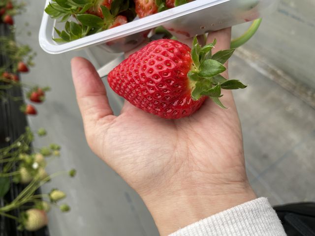 まりひめさま_JA紀の里