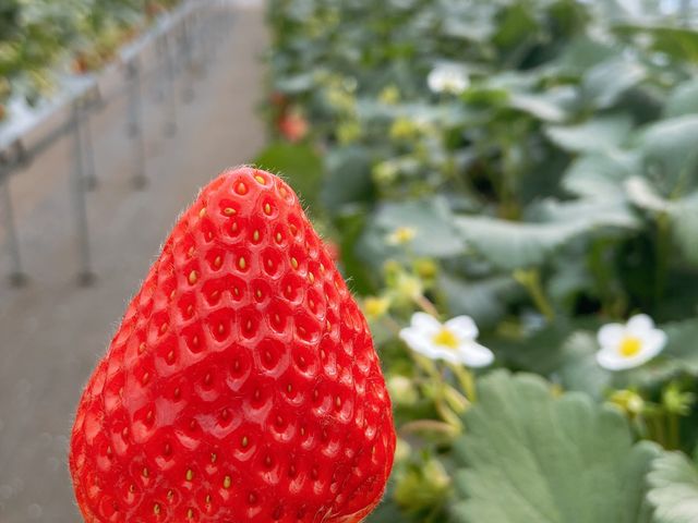 これは、ロイヤルベリーと言ういちごです!ハウスの中には、ベンチがあったので座って食べることも出来ます_保谷農園
