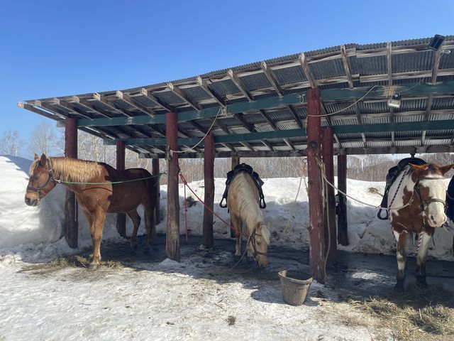 私たちを乗せてくれた馬達です_春香ホースランチ