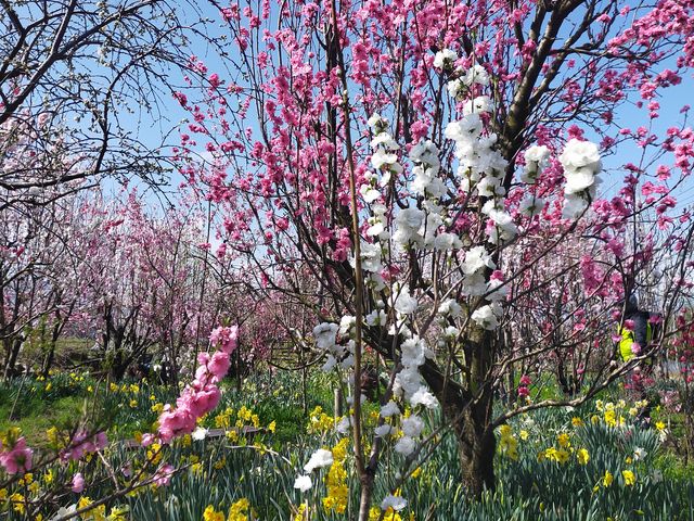 釈迦堂遺跡博物館前の花桃_釈迦堂パーキングエリア(下り線)スナックコーナー