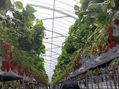 まきさんのイチゴベースへの投稿写真1