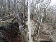 マイBOOさんの愛鷹連峰・越前岳の投稿写真1