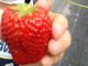 まきさんのイチゴベースへの投稿写真2