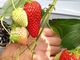まきさんのイチゴベースへの投稿写真3