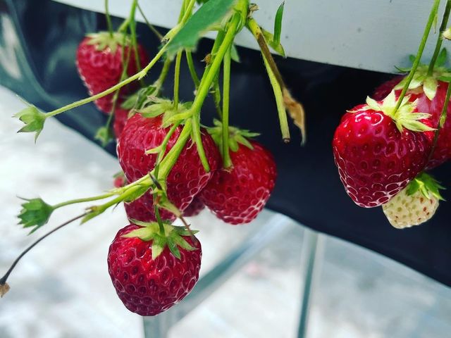 3種類の甘いいちご_月虹いちご農園