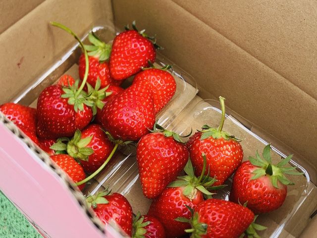 お土産に買って帰りましたまたきます(*^^*)_阿蘇いちご畑-木之内農園-