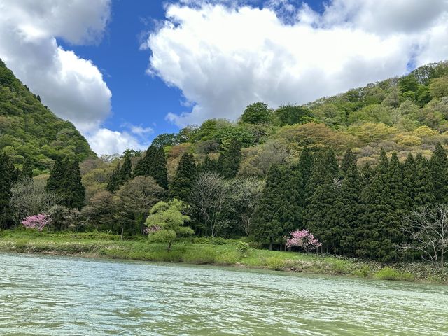 天気にも恵まれ、両岸の山々の新緑が綺麗でした。_最上川舟下り義経ロマン観光
