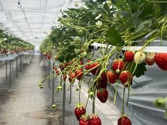 ともこさんのここいろfarmへの投稿写真1