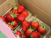 やかちゃんさんの阿蘇いちご畑-木之内農園-の投稿写真3