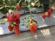 なぎさんのAGRI WAYSの投稿写真1