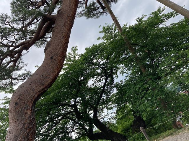 根上りの松(兼六園)_根上りの松(兼六園)