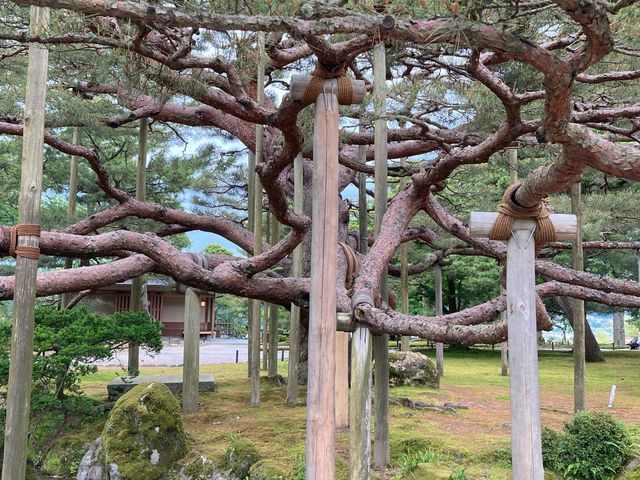 唐崎松(兼六園)_唐崎松(兼六園)