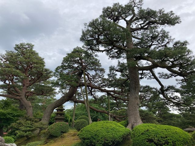 唐崎松(兼六園)_唐崎松(兼六園)