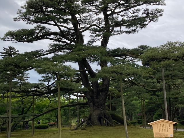 根上りの松(兼六園)_根上りの松(兼六園)