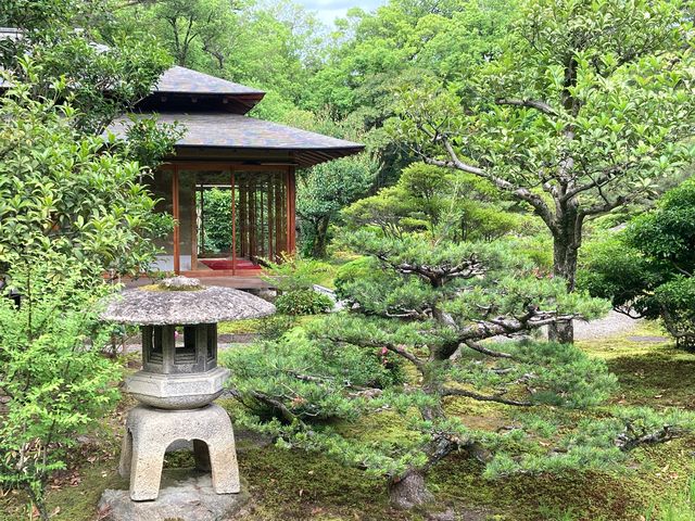 根上りの松(兼六園)_根上りの松(兼六園)