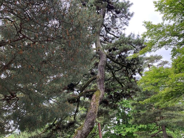 根上りの松(兼六園)_根上りの松(兼六園)