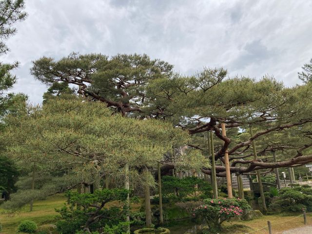 唐崎松(兼六園)_唐崎松(兼六園)