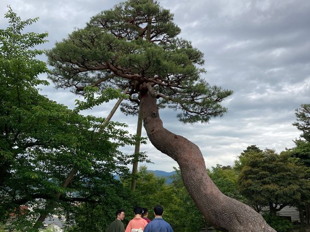 唐崎松(兼六園)_唐崎松(兼六園)