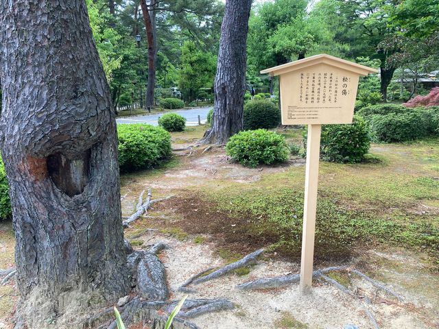 根上りの松(兼六園)_根上りの松(兼六園)