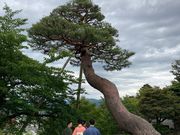 ウッキーさんの根上りの松(兼六園)の投稿写真1