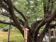 ウッキーさんの兼六園の桜の投稿写真1