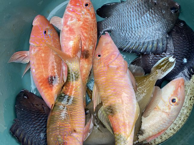 沖縄ならではのきれいな魚がたくさん釣れました。_もとぶつりぐ善海丸