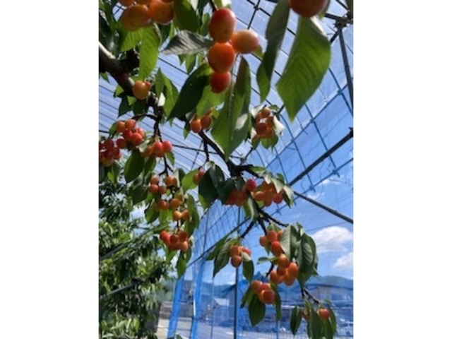 美味しいさくらんぼ_今野観光果樹園