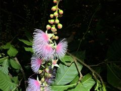 石垣島 ADVENTURE PiPiの写真2