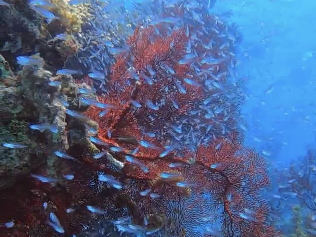 パナリ島近くでシュノーケル_小浜島海遊びショップHaiSai