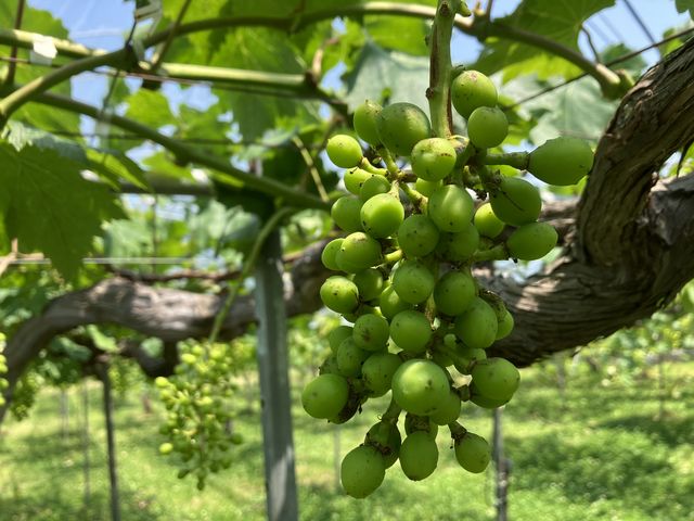 sumiさんの日の出農園/なし・ぶどうの投稿写真3