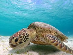 erinboさんのOkinawa tripsへの投稿写真1