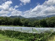 sumiさんの日の出農園/なし・ぶどうの投稿写真1